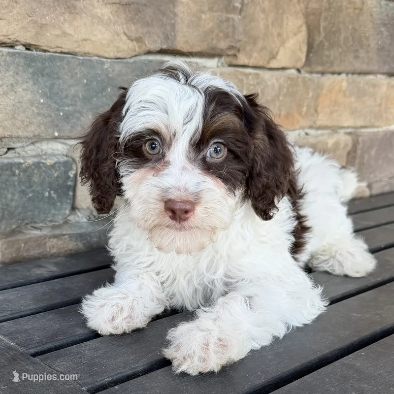 Choc phantom parti  – Miniature Labradoodle puppy for sale in Lagro, IN