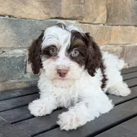 Choc phantom parti , a male Miniature Labradoodle for sale in Lagro, IN – 1 of 5