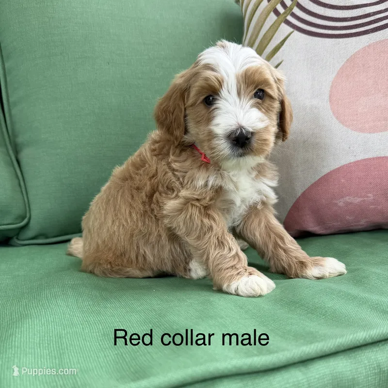 Red tri  – Bernedoodle puppy for sale in Lagro, IN