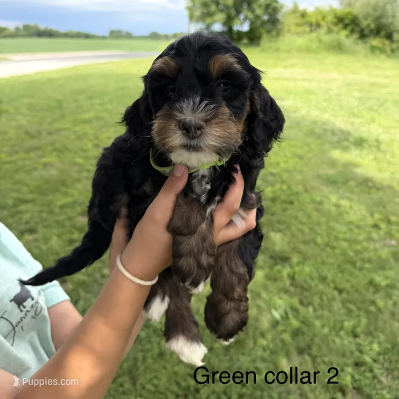 Tri - green collar  – Bernedoodle puppy for sale in Lagro, IN