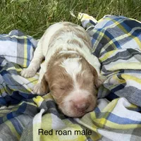 Red ROAN , a male Australian Labradoodle for sale in Lagro, IN – 1 of 1