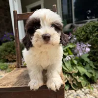 Sweet boy 2 , a male Havapoo for sale in Lagro, IN – 5 of 7