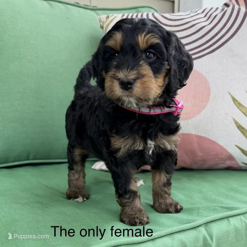The only female  – Bernedoodle puppy for sale in Lagro, IN