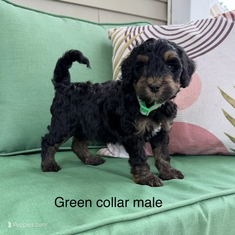 Green collar  – Bernedoodle puppy for sale in Lagro, IN