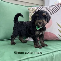 Green collar , a male Bernedoodle for sale in Lagro, IN – 1 of 1