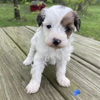Choc phantom parti , a male Miniature Labradoodle for sale in Lagro, IN – 3 of 3