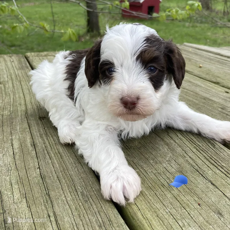 Choc phantom parti  – Miniature Labradoodle puppy for sale in Lagro, IN