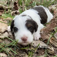 Choc phantom parti , a male Miniature Labradoodle for sale in Lagro, IN – 2 of 3
