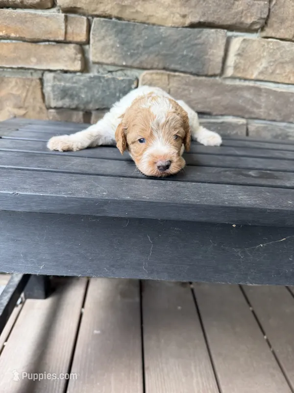 Red ROAN  – Australian Labradoodle puppy for sale in Lagro, IN