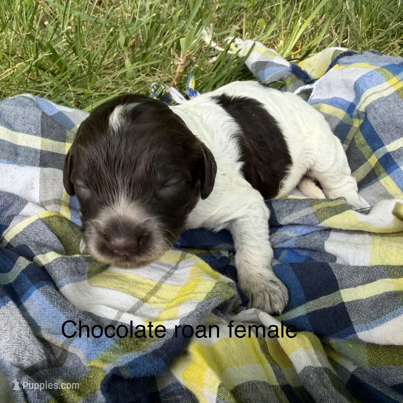 Chocolate ROAN – Australian Labradoodle puppy for sale in Lagro, IN