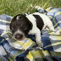 Chocolate ROAN, a female Australian Labradoodle for sale in Lagro, IN – 1 of 1