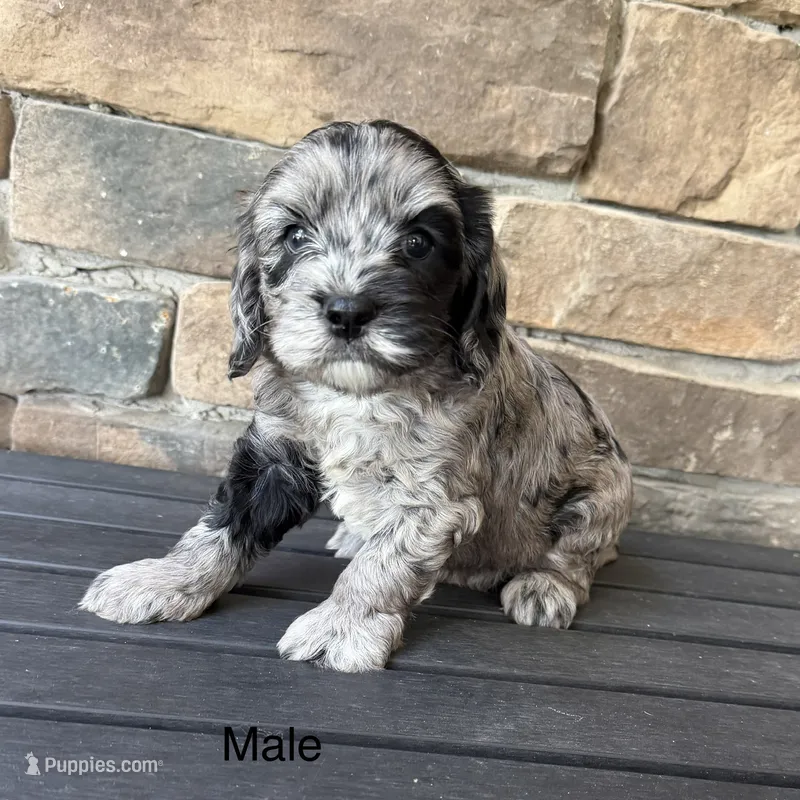 Cavapoo  – Cavapoo puppy for sale in Lagro, IN