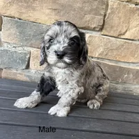 Cavapoo , a male Cavapoo for sale in Lagro, IN – 1 of 2