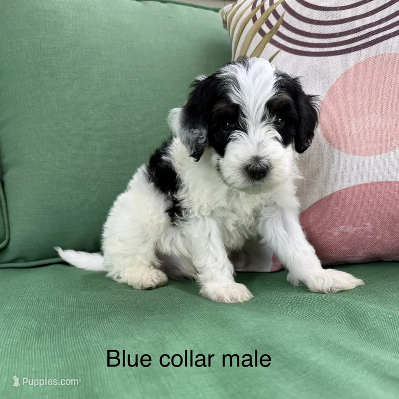 Tri parti  – Bernedoodle puppy for sale in Lagro, IN