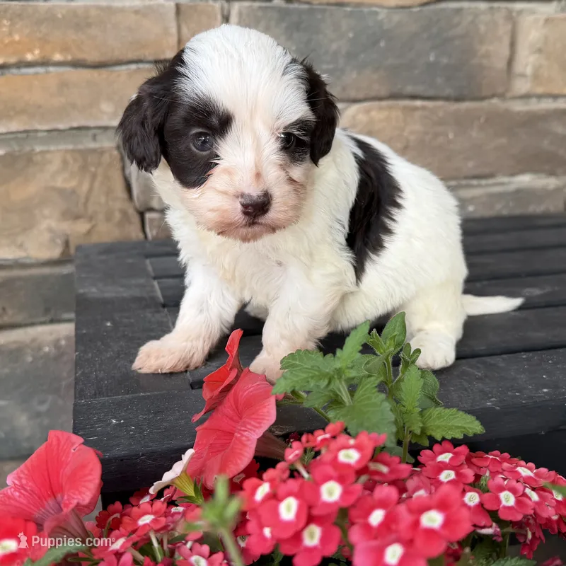 Sweet boy 2  – Havapoo puppy for sale in Lagro, IN