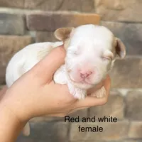 Red and white 2, a female Havapoo for sale in Lagro, IN – 1 of 1