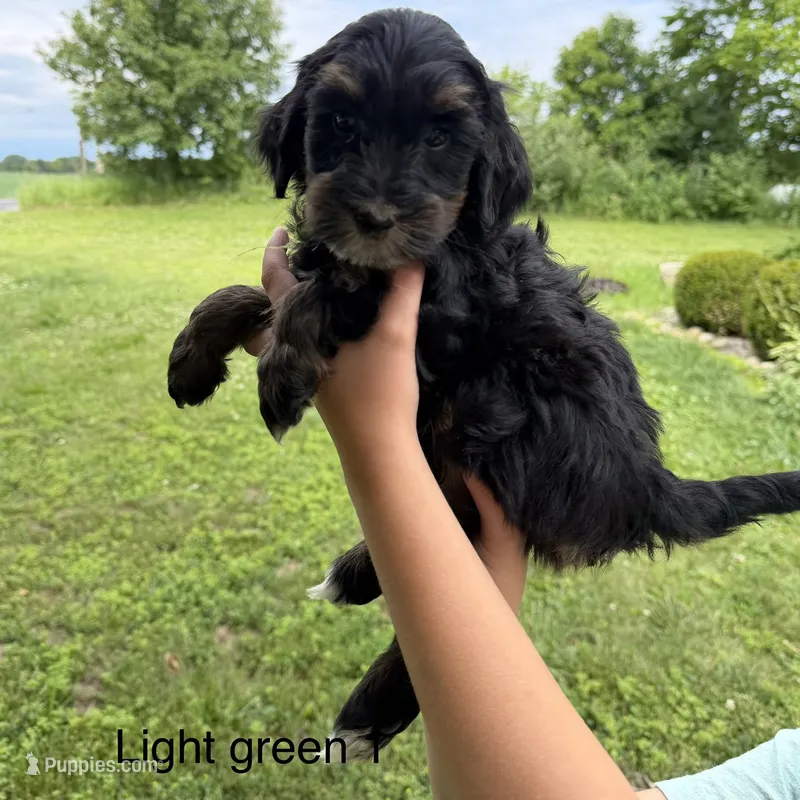 Lime green collar  – Bernedoodle puppy for sale in Lagro, IN
