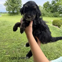 Lime green collar , a male Bernedoodle for sale in Lagro, IN – 1 of 2