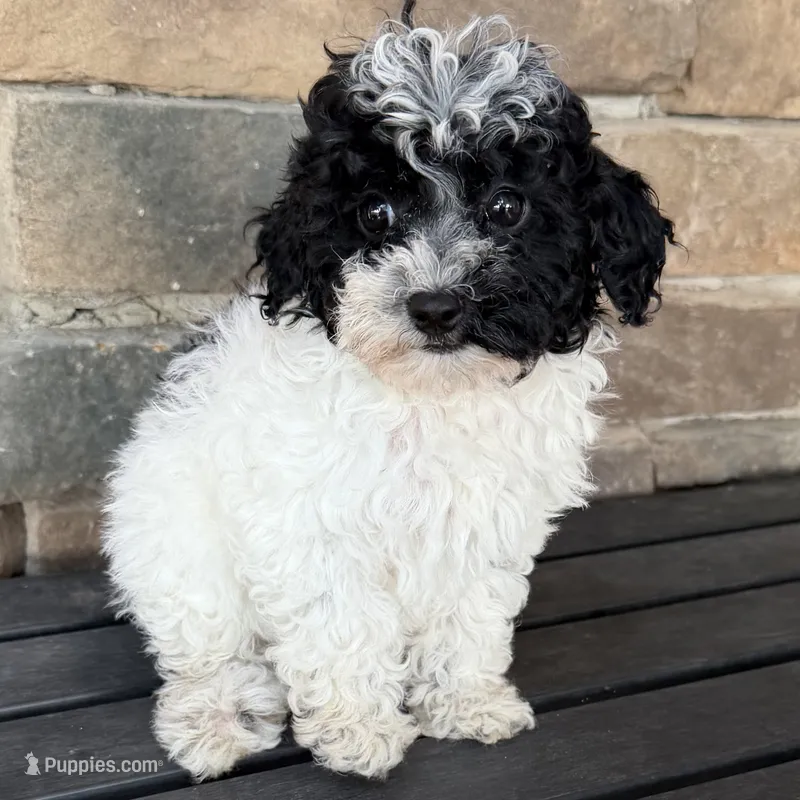 Black/white  – Miniature Labradoodle puppy for sale in Lagro, IN