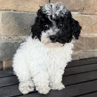 Black/white , a female Miniature Labradoodle for sale in Lagro, IN – 1 of 3