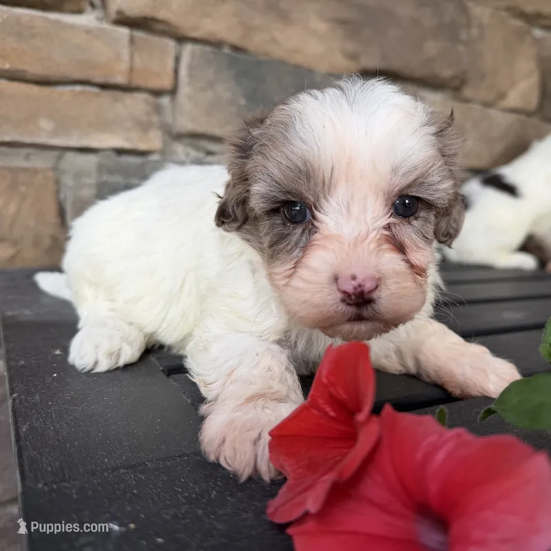 Mini girl  – Australian Labradoodle puppy for sale in Lagro, IN