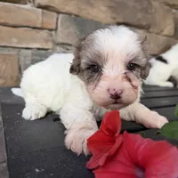 Mini girl , a male Australian Labradoodle for sale in Lagro, IN – 1 of 2