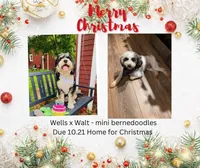 Mini bernedoodles, a male Miniature Bernedoodle for sale in Lagro, IN – Photo 4 of 9