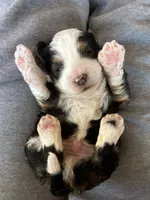 Mini bernedoodles, a male Miniature Bernedoodle for sale in Lagro, IN – Photo 2 of 9