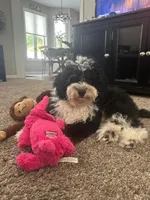Mini bernedoodles, a male Miniature Bernedoodle for sale in Lagro, IN – Photo 9 of 9