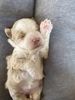 Mini bernedoodles, a male Miniature Bernedoodle for sale in Lagro, IN – Photo 3 of 9