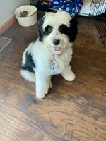 Mini bernedoodles, a male Miniature Bernedoodle for sale in Lagro, IN – Photo 8 of 9