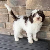 Choc phantom parti , a male Miniature Labradoodle for sale in Lagro, IN – 8 of 8