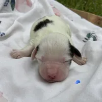 Sweet boy 2 , a male Havapoo for sale in Lagro, IN – 1 of 1