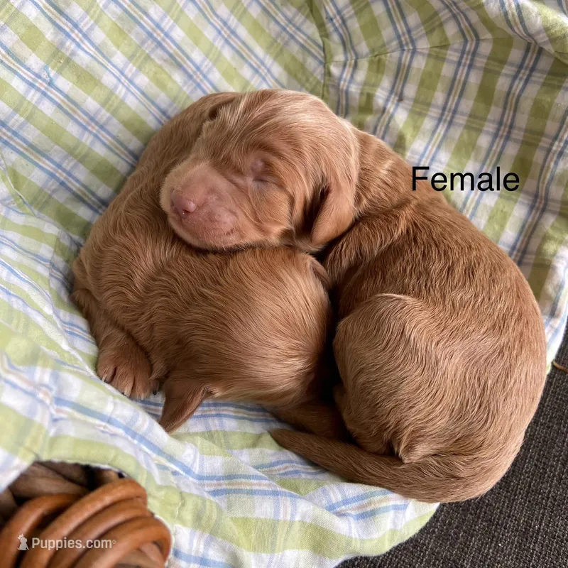 Mini females