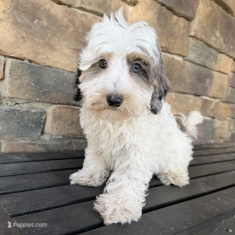 Red Merle parti  – Miniature Labradoodle puppy for sale in Lagro, IN