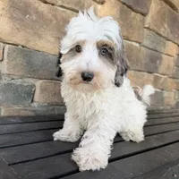 Red Merle parti , a male Miniature Labradoodle for sale in Lagro, IN – 1 of 4