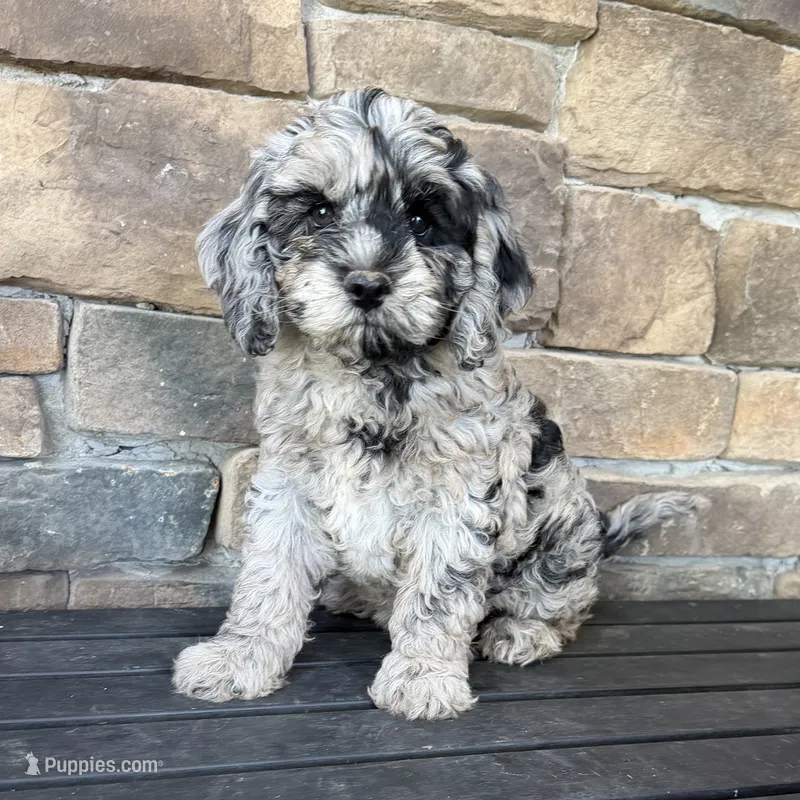 Merle female  – Cavapoo puppy for sale in Lagro, IN