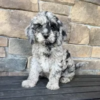 Merle female , a female Cavapoo for sale in Lagro, IN – 1 of 1