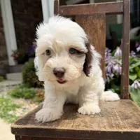 Mini boy 3, a male Australian Labradoodle for sale in Lagro, IN – 3 of 8