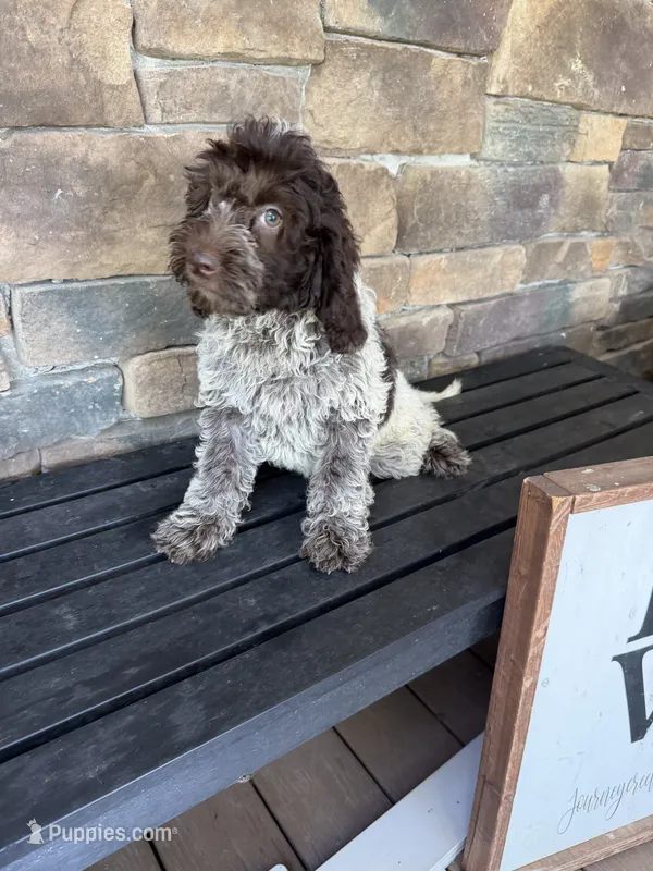 Chocolate ROAN – Australian Labradoodle puppy for sale in Lagro, IN