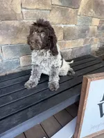 Chocolate ROAN, a female Australian Labradoodle for sale in Lagro, IN – 1 of 4