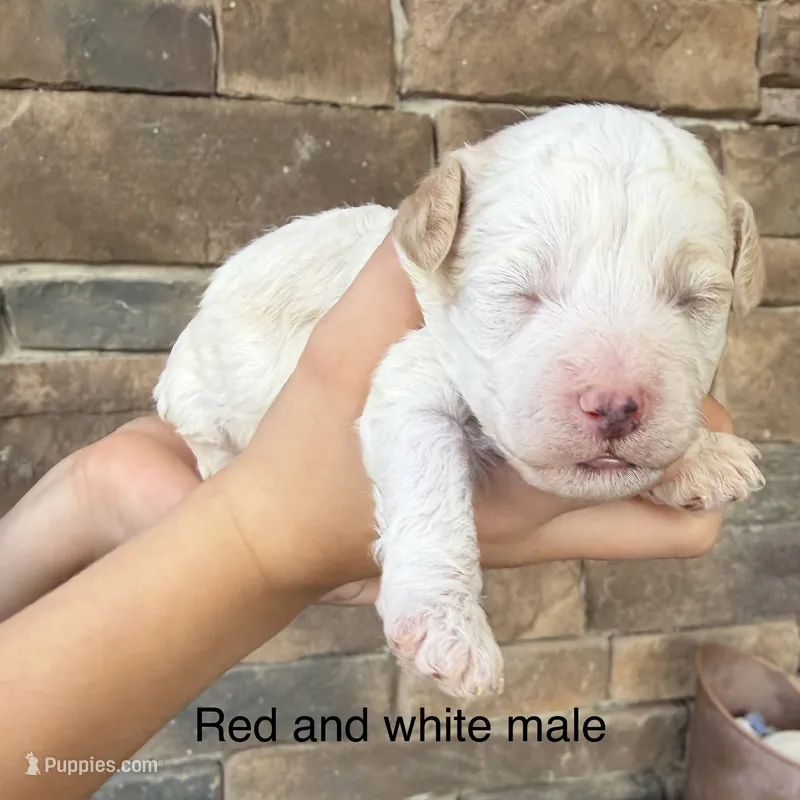 Red and white male  – Havapoo puppy for sale in Lagro, IN