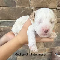 Red and white male , a male Havapoo for sale in Lagro, IN – 1 of 1