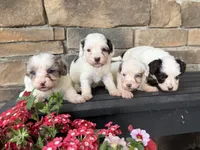 Mini boy 3, a male Australian Labradoodle for sale in Lagro, IN – 5 of 6