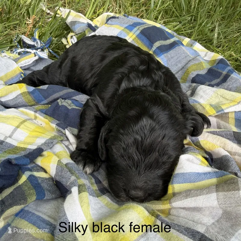 Silky black  – Australian Labradoodle puppy for sale in Lagro, IN