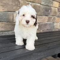 Mini boy 3, a male Australian Labradoodle for sale in Lagro, IN – 2 of 8