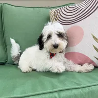 Blue Merle parti , a male Miniature Labradoodle for sale in Lagro, IN – 8 of 8