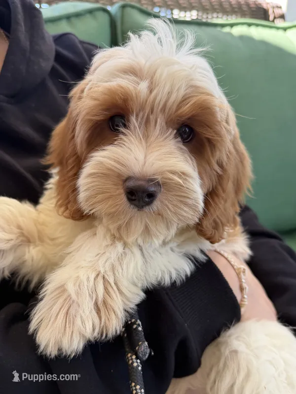Red and white  – Cavapoo puppy for sale in Lagro, IN