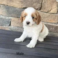 Cavapoo , a male Cavapoo for sale in Lagro, IN – 2 of 2