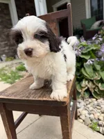 Sweet boy 2 , a male Havapoo for sale in Lagro, IN – 7 of 7